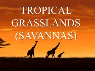 TROPICAL
GRASSLANDS
(SAVANNAS)
 