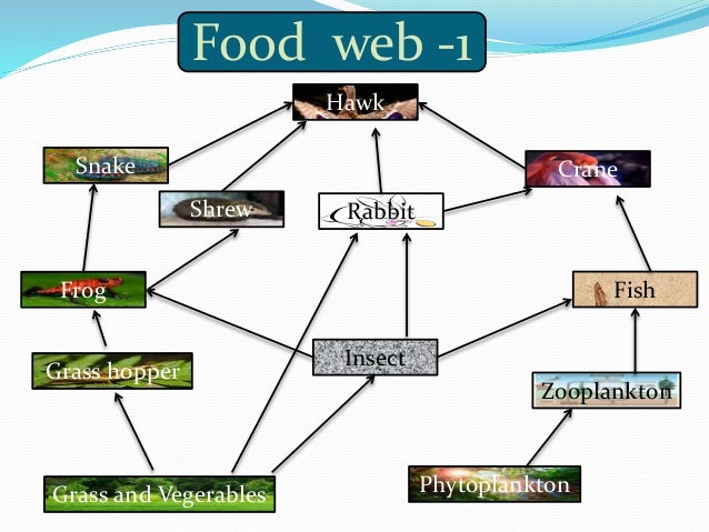 Ecology ecosystem WITH ALL CONTENT
