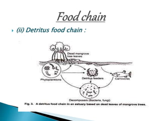  (ii) Detritus food chain :
 