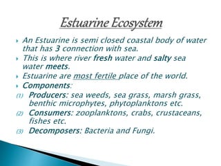  An Estuarine is semi closed coastal body of water
that has 3 connection with sea.
 This is where river fresh water and salty sea
water meets.
 Estuarine are most fertile place of the world.
 Components:
(1) Producers: sea weeds, sea grass, marsh grass,
benthic microphytes, phytoplanktons etc.
(2) Consumers: zooplanktons, crabs, crustaceans,
fishes etc.
(3) Decomposers: Bacteria and Fungi.
 