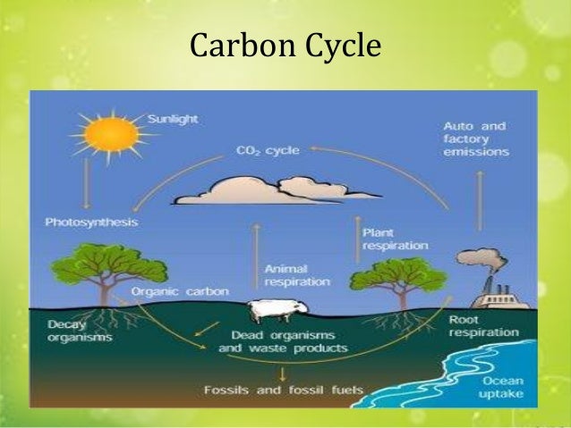 Respiration In Natural Science Respiration In Natural Science