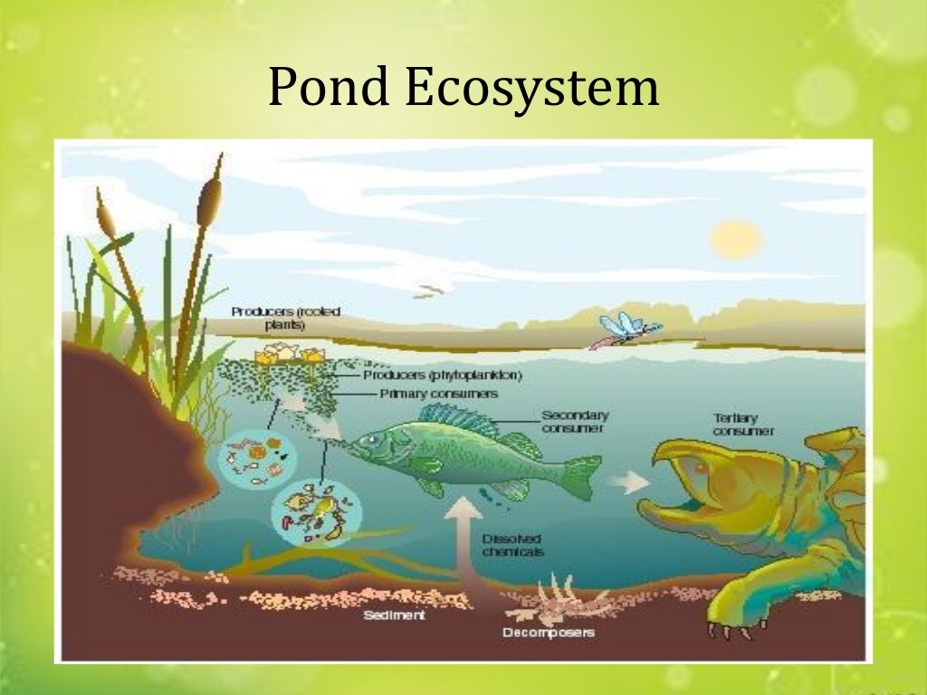 Ecology & Ecosystems