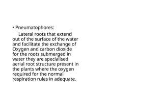 • Pneumatophores:
Lateral roots that extend
out of the surface of the water
and facilitate the exchange of
Oxygen and carbon dioxide
for the roots submerged in
water they are specialised
aerial root structure present in
the plants where the oxygen
required for the normal
respiration rules in adequate.
 
