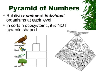 Pyramid of Numbers
Relative number of individual
organisms at each level
 In certain ecosystems, it is NOT
pyramid shaped


 