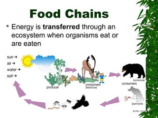 Food Chains


Energy is transferred through an
ecosystem when organisms eat or
are eaten

 