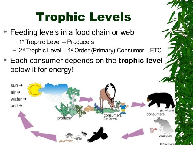 Ecology energy flow food chains