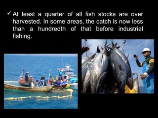  At least a quarter of all fish stocks are over
  harvested. In some areas, the catch is now less
  than a hundredth of that before industrial
  fishing.
 