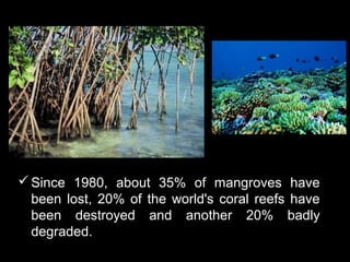  Since 1980, about 35% of mangroves have
  been lost, 20% of the world's coral reefs have
  been destroyed and another 20% badly
  degraded.
 