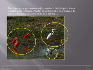 Eduardo Gómez La Ecosfera 12
Tres especies de garzas comparten un mismo hábitat, pero tienen
distinto nicho ecológico. Anidan en distinto sitio, se alimentan de
presas diferentes, su actividad no es la misma…..
1
2
3
 