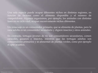 Eduardo Gómez La Ecosfera 13
Una sola especie puede ocupar diferentes nichos en distintas regiones, en
función de factores como el alimento disponible y el número de
competidores. Algunos organismos, por ejemplo, los animales con distintas
fases en su ciclo vital, ocupan sucesivamente nichos diferentes.
Un renacuajo es un consumidor primario, que se alimenta de plantas, pero la
rana adulta es un consumidor secundario y digiere insectos y otros animales.
En contraste, tortugas jóvenes de río son consumidores secundarios, comen
caracoles, gusanos e insectos, mientras que las tortugas adultas son
consumidores primarios y se alimentan de plantas verdes, como por ejemplo
el apio acuático.
 