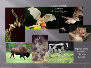 Eduardo Gómez La Ecosfera 15
Mismo nicho
ecológico,
distinto
hábitat
Mismo hábitat,
distinto
nicho ecológico,
 