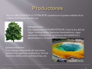 Eduardo Gómez La Ecosfera 18
Son los ORGANISMOS AUTÓTROFOS, constituyen el primer eslabón de la
cadena alimentaria. Pueden ser:
Fotoautótrofos:
Son organismos FOTOSINTÉTICOS. Usan la luz del sol.
Algas verdeazuladas (bacterias fotosintéticas), algas
eucariotas unicelulares ( protozoos fotosintéticos) y
pluricelulares y el resto de las plantas.
Quimioautótrofos:
Usan energía procedente de reacciones
químicas inorgánicas exotérmicas. Son las
bacterias nitrificantes, sulfobacterias, etc.
 