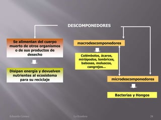 Se alimentan del cuerpo
muerto de otros organismos
o de sus productos de
desecho
Disipan energía y devuelven
nutrientes al ecosistema
para su reciclaje
DESCOMPONEDORES
macrodescomponedores
microdescomponedores
Colémbolos, ácaros,
miriápodos, lombrices,
babosas, moluscos,
cangrejos...
Bacterias y Hongos
Eduardo Gómez La Ecosfera 24
 