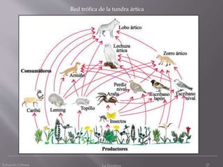 Eduardo Gómez La Ecosfera 27
Red trófica de la tundra ártica
 