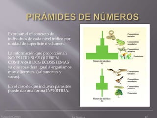 Eduardo Gómez La Ecosfera 47
Expresan el nº concreto de
individuos de cada nivel trófico por
unidad de superficie o volumen.
La información que proporcionan
NO ES UTIL SI SE QUIEREN
COMPARAR DOS ECOSISTEMAS
ya que considera igual a organismos
muy diferentes. (saltamontes y
vacas).
En el caso de que incluyan parásitos
puede dar una forma INVERTIDA.
 