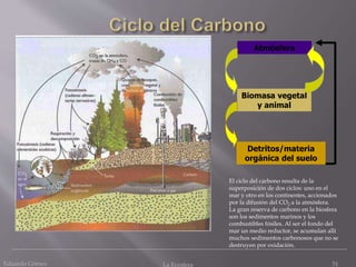 Detritos/materia
orgánica del suelo
Biomasa vegetal
y animal
Atmósfera
El ciclo del carbono resulta de la
superposición de dos ciclos: uno en el
mar y otro en los continentes, accionados
por la difusión del CO2 a la atmósfera.
La gran reserva de carbono en la biosfera
son los sedimentos marinos y los
combustibles fósiles. Al ser el fondo del
mar un medio reductor, se acumulan allí
muchos sedimentos carbonosos que no se
destruyen por oxidación.
Eduardo Gómez La Ecosfera 51
 