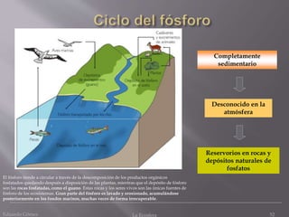 Completamente
sedimentario
Reservorios en rocas y
depósitos naturales de
fosfatos
Desconocido en la
atmósfera
El fósforo tiende a circular a través de la descomposición de los productos orgánicos
fosfatados quedando después a disposición de las plantas, mientras que el depósito de fósforo
son las rocas fosfatadas, como el guano. Estas rocas y los seres vivos son las únicas fuentes de
fósforo de los ecosistemas. Gran parte del fósforo es lavado y erosionado, acumulándose
posteriormente en los fondos marinos, muchas veces de forma irrecuperable.
Eduardo Gómez La Ecosfera 52
 