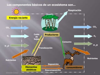 Los componentes básicos de un ecosistema son...
Elementos
abióticos
Productores
consumidores
Energía radiante
Respiración
Nutrientes
CO2
O2
H 2O
Consumo
Descomposición
Deposición
CO2
O2
H 2O
Nutrientes
Caída
de
hojas
Translocación
Eduardo Gómez La Ecosfera 7
 