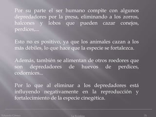 Eduardo Gómez La Ecosfera 75
Por su parte el ser humano compite con algunos
depredadores por la presa, eliminando a los zorros,
halcones y lobos que pueden cazar conejos,
perdices,...
Esto no es positivo, ya que los animales cazan a los
más débiles, lo que hace que la especie se fortalezca.
Además, también se alimentan de otros roedores que
son depredadores de huevos de perdices,
codornices...
Por lo que al eliminar a los depredadores está
influyendo negativamente en la reproducción y
fortalecimiento de la especie cinegética.
 