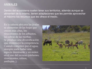 Eduardo Gómez La Ecosfera 79
ANIMALES
Dentro del ecosistema suelen tener sus territorios, además aunque se
alimenten de lo mismo, tienen adaptaciones que les permite aprovechar
al máximo los recursos que les ofrece el medio.
En la sabana africana las jirafas
se alimentan de las hojas que
crecen más altas, los
rinocerontes de los arbustos,
las cebras de las hierbas.
Se produce una diversificación
que disminuye la competencia.
Cuando compiten por el agua,
siempre suele haber una
especie dominante y un orden
en el uso del recurso (elefantes,
rinocerontes, cebras,
antílopes..).
 