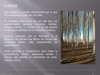 Eduardo Gómez La Ecosfera 80
PLANTAS
Las plantas no pueden desplazarse por lo que
la competencia suele ser muy alta.
El principal motivo es la luz, por ello hay una
estratificación (arboles, arbustos, hierbas,
musgos, lianas…). Cuando una de las plantas
no consigue alcanzar la luz, termina muriendo.
Cuando compiten por la humedad o el
alimento, las plantas que tienen las raíces más
profundas tienen más posibilidades de
supervivencia.
Otras recurren a mecanismos para evitar la
competencia, emiten sustancias ácidas o
tóxicas que impiden el crecimiento de otras.
(romero, pino).
 