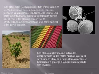 Eduardo Gómez La Ecosfera 81
Las algas rojas (Gonyagulax) se han introducido en
el Mediterráneo y está acabando con muchas
especies de crustáceos. Producen una toxina, letal
para el ser humano, pero que son usadas por los
mejillones y las almejas para evitar la
proliferación de otros animales que compitan con
ellas por el espacio.
Las plantas cultivadas no sufren las
competencias de las malas hierbas, ya que el
ser humano elimina a estas últimas mediante
herbicidas, o protege a las cultivadas cuando
son jóvenes.
 