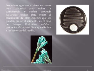 Eduardo Gómez La Ecosfera 82
Los microorganismos viven en zonas
muy concretas para evitar la
competencia y suelen producir
sustancias tóxicas para evitar el
crecimiento de otras especies que les
puedan quitar el alimento, es el caso
del hongo Penicillium notatum,
productor de la penicilina, que elimina
a las bacterias del medio.
 