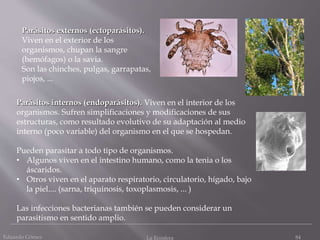 Eduardo Gómez La Ecosfera 84
Parásitos externos (ectoparásitos).
Viven en el exterior de los
organismos, chupan la sangre
(hemófagos) o la savia.
Son las chinches, pulgas, garrapatas,
piojos, ...
Parásitos internos (endoparásitos). Viven en el interior de los
organismos. Sufren simplificaciones y modificaciones de sus
estructuras, como resultado evolutivo de su adaptación al medio
interno (poco variable) del organismo en el que se hospedan.
Pueden parasitar a todo tipo de organismos.
• Algunos viven en el intestino humano, como la tenia o los
áscaridos.
• Otros viven en el aparato respiratorio, circulatorio, hígado, bajo
la piel.... (sarna, triquinosis, toxoplasmosis, ... )
Las infecciones bacterianas también se pueden considerar un
parasitismo en sentido amplio.
 