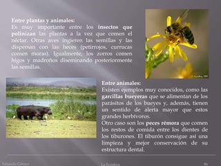 Eduardo Gómez La Ecosfera 86
Entre plantas y animales:
Es muy importante entre los insectos que
polinizan las plantas a la vez que comen el
néctar. Otras aves ingieren las semillas y las
dispersan con las heces (petirrojos, currucas
comen moras). Igualmente, los zorros comen
higos y madroños diseminando posteriormente
las semillas.
Entre animales:
Existen ejemplos muy conocidos, como las
garcillas bueyeras que se alimentan de los
parásitos de los bueyes y, además, tienen
un sentido de alerta mayor que estos
grandes herbívoros.
Otro caso son los peces rémora que comen
los restos de comida entre los dientes de
los tiburones. El tiburón consigue así una
limpieza y mejor conservación de su
estructura dental.
 