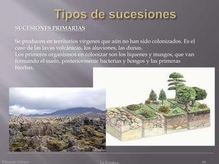 Eduardo Gómez La Ecosfera 90
SUCESIONES PRIMARIAS
Se producen en territorios vírgenes que aún no han sido colonizados. Es el
caso de las lavas volcánicas, los aluviones, las dunas.
Los primeros organismos en colonizar son los líquenes y musgos, que van
formando el suelo, posteriormente bacterias y hongos y las primeras
hierbas.
 