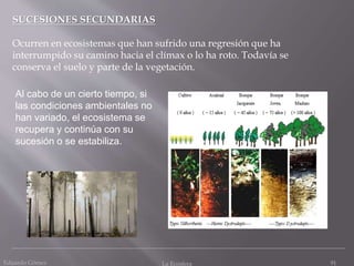 SUCESIONES SECUNDARIAS
Ocurren en ecosistemas que han sufrido una regresión que ha
interrumpido su camino hacia el clímax o lo ha roto. Todavía se
conserva el suelo y parte de la vegetación.
Al cabo de un cierto tiempo, si
las condiciones ambientales no
han variado, el ecosistema se
recupera y continúa con su
sucesión o se estabiliza.
Eduardo Gómez La Ecosfera 91
 