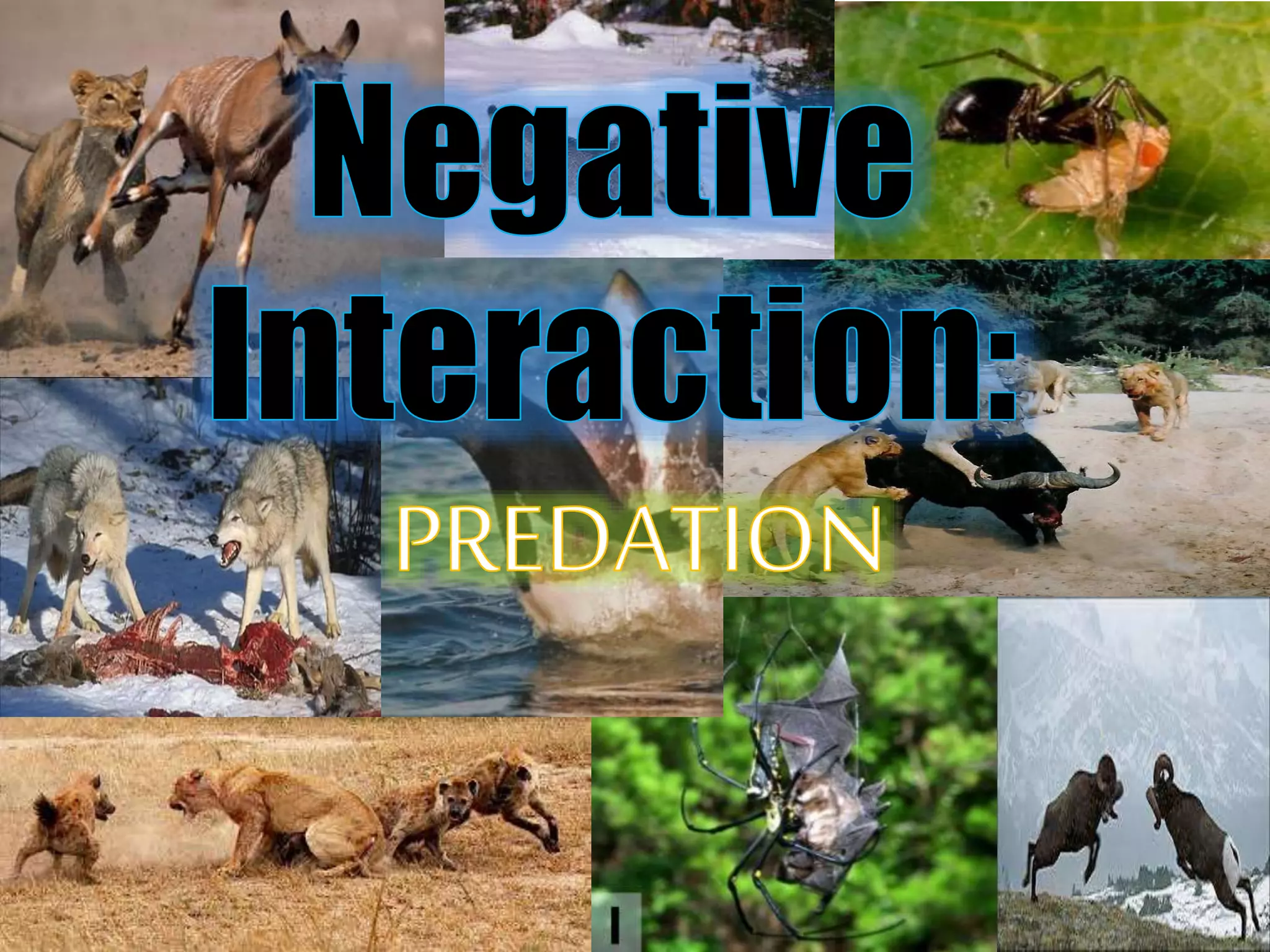 Ecology - Negative Interaction - PREDATION (KMB) | PPTX | Biological ...