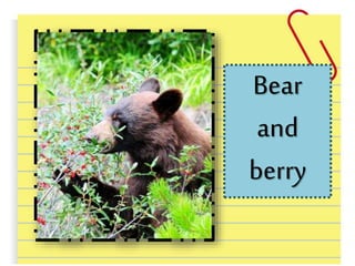 Bear
and
berry
 