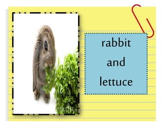 rabbit
and
lettuce
 