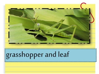 grasshopper and leaf
 