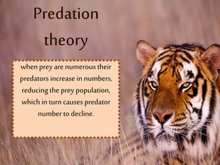 whenprey are numerous their
predators increase in numbers,
reducingthe prey population,
which in turn causes predator
number to decline.
 