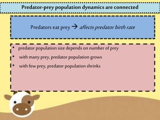 Predators eat prey  affectspredatorbirthrate
• predator population size depends on number of prey
• with many prey, predator population grows
• with few prey, predator population shrinks
Predator-prey population dynamics are connected
 