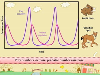 Prey numbers increase, predator numbers increase…
 