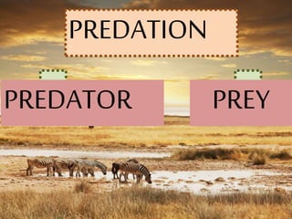 P
PREDATION
PREDATOR PPREY
 