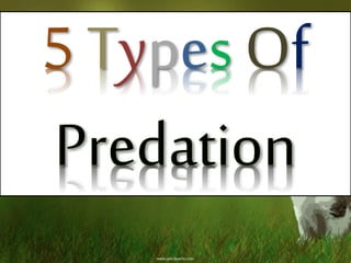 5 Types Of
 
