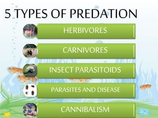 HERBIVORES
CARNIVORES
INSECT PARASITOIDS
PARASITES AND DISEASE
CANNIBALISM
5 TYPES OF PREDATION
 