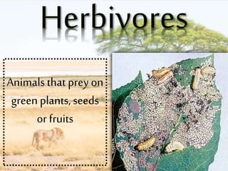 Animals that prey on
green plants, seeds
or fruits
 