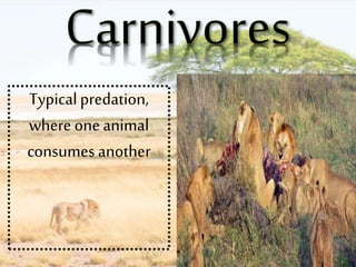 Typicalpredation,
where oneanimal
consumes another
 