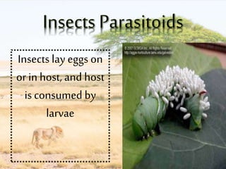Insects lay eggs on
or in host, and host
is consumed by
larvae
 