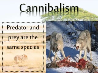 Predator and
prey are the
same species
 