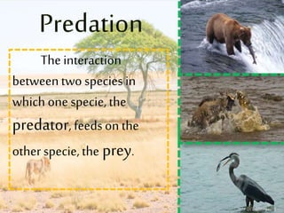 Theinteraction
betweentwo speciesin
which onespecie,the
predator, feedson the
otherspecie,the prey.
 