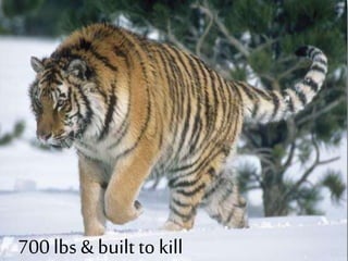 700 lbs & built to kill
 