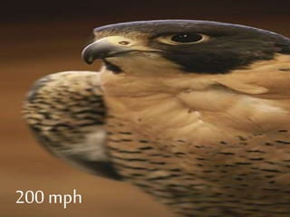 200 mph
 