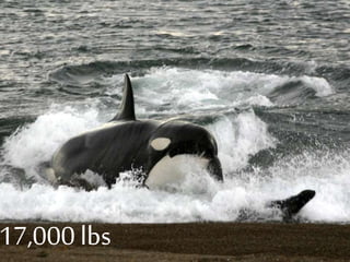 17,000lbs
 