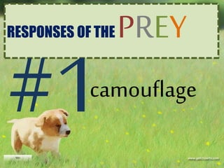 RESPONSES OF THE PREY
camouflage
 